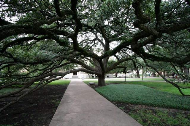 The Century Tree, a famous campus landmark and subject to several traditions