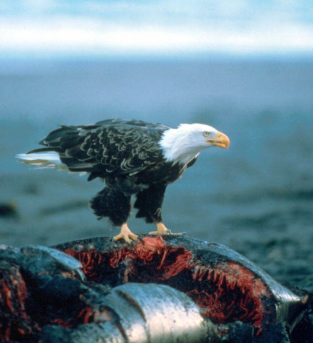 A bald eagle on a whale carcass.