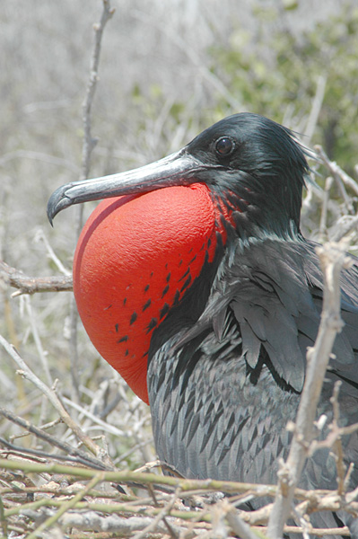 Frigatebird
