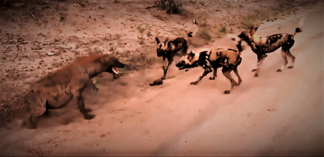Spotted hyena confronting African wild dogs, Sabi Sand Game Reserve