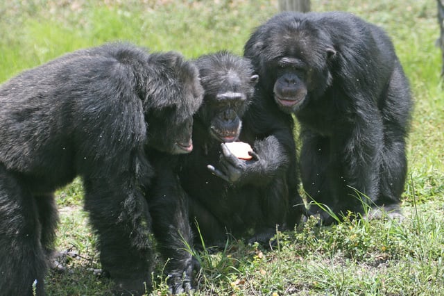 The chimpanzees are social great apes.