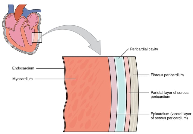 Layers of the heart wall, including visceral and parietal pericardium.
