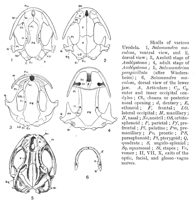 Amphibians skulls, Hans Gadow, 1909 Amphibia and Reptiles