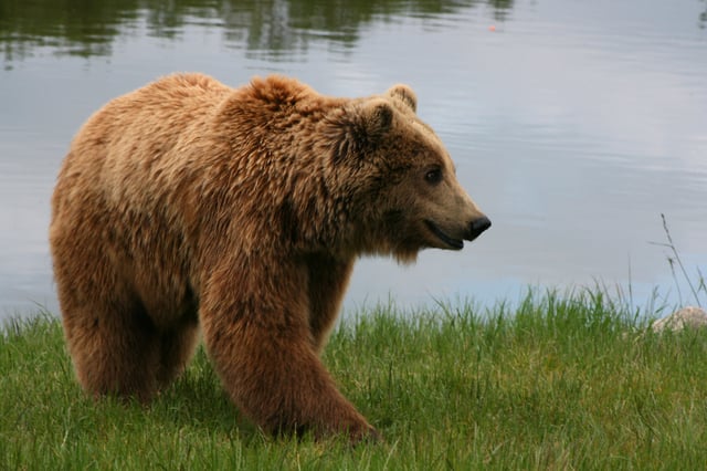 Brown bears are highly variable in size. Eurasian brown bears often fall around the middle to low sizes for the species.
