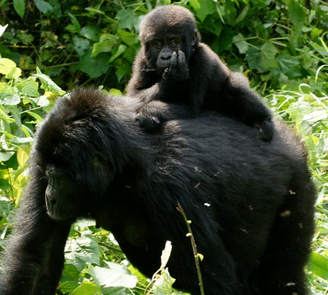 Young gorilla riding on mother