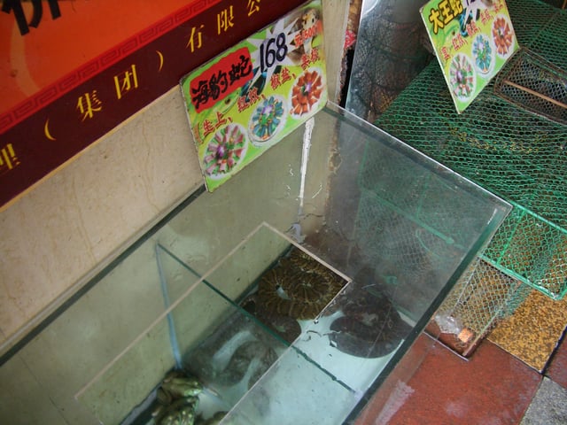 A "海豹蛇" ("sea-leopard snake", supposedly Enhydris bocourti) occupies a place of honor among the live delicacies waiting to meet their consumers outside of a Guangzhou restaurant.