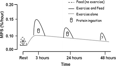 Resistance training stimulates muscle protein synthesis (MPS) for a period of up to 48 hours following exercise (shown by dotted line). Ingestion of a protein-rich meal at any point during this period will augment the exercise-induced increase in muscle protein synthesis (shown by solid lines).