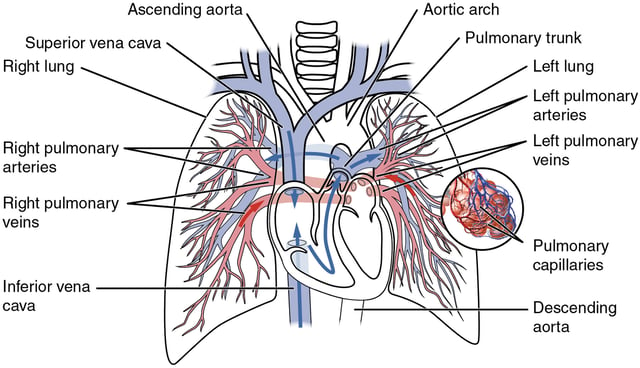 The pulmonary circulation as it passes from the heart.