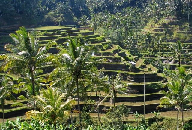 Subak irrigation system