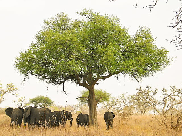 Elephants in Waza National Park.