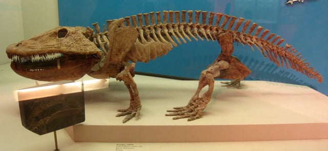 The temnospondyl Eryops had sturdy limbs to support its body on land
