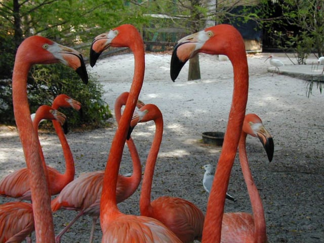 American flamingos in South Florida