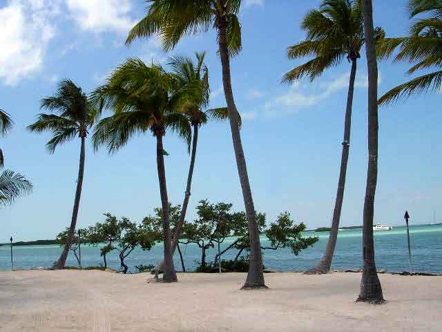 Coconut palms like these in Islamorada flourish in the Florida Keys.