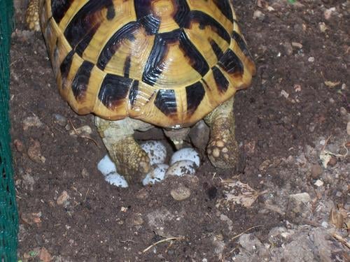 A female of T. h. boettgeri subspecies laying eggs in soil pit