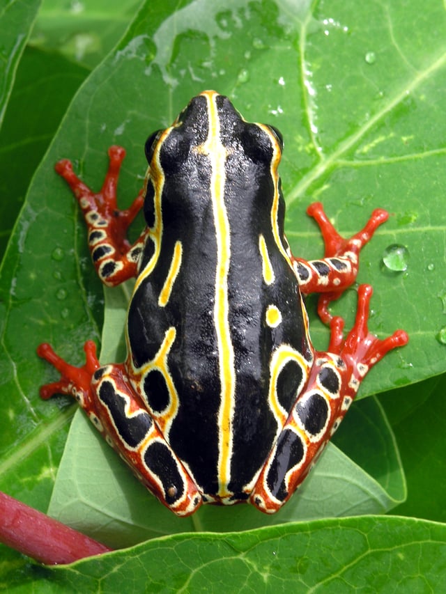 The bright colours of the common reed frog (Hyperolius viridiflavus) are typical of a toxic species
