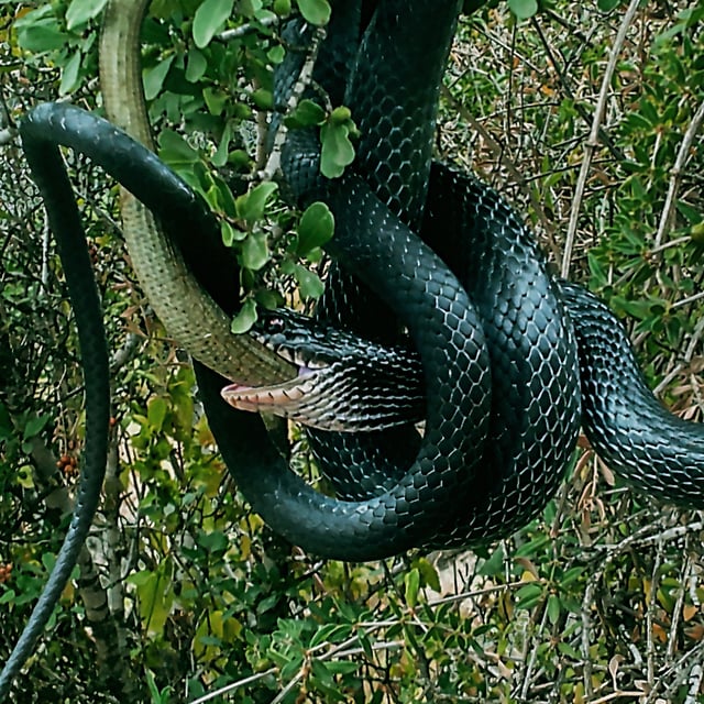 Dolichophis jugularis preying on a Sheltopusik.