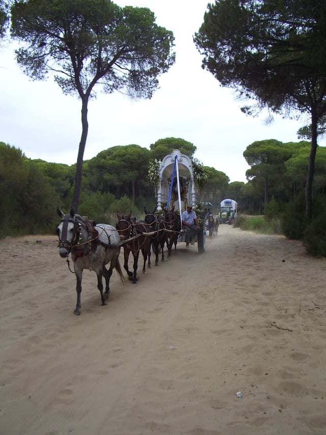 Wagon bearing a Simpecado (banner with insignia that proceeds images of the Holy Virgin Mary) crosses the Coto Doñana on its return from the pilgrimage of El Rocío, in May 2009.