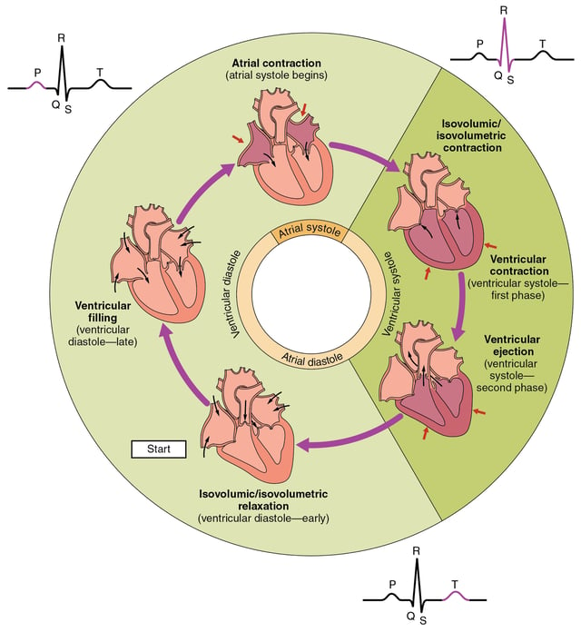 The cardiac cycle as correlated to the ECG