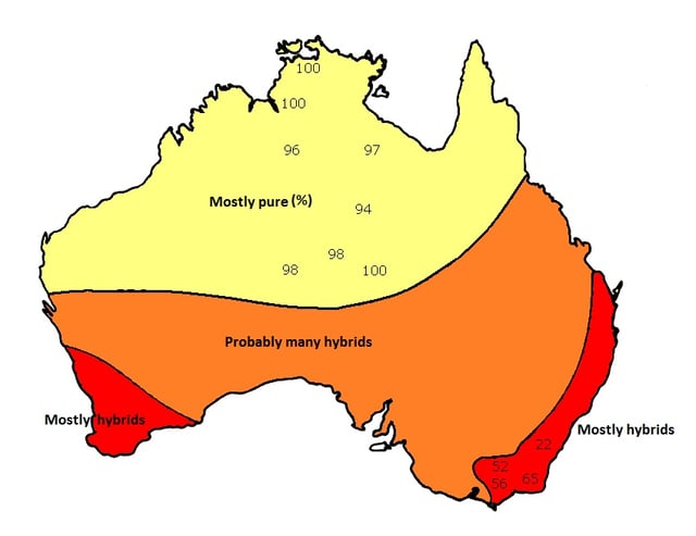 Broad distribution map of dingoes and dingo-dog hybrids showing percent purity.