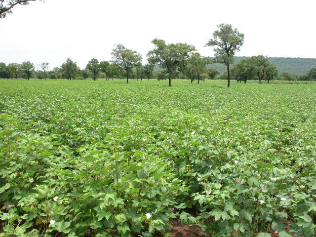 Cotton field in northern Benin.