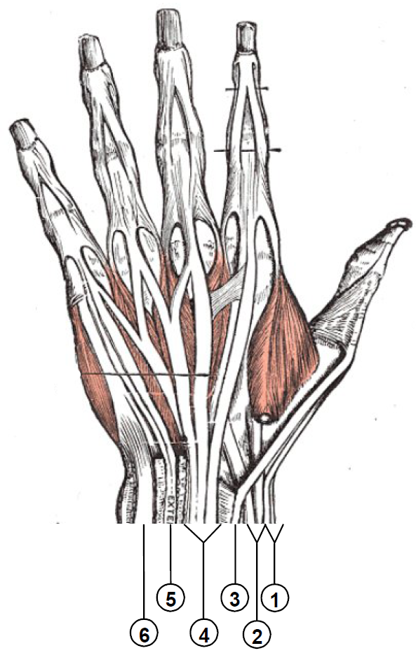 Extensor compartments of wrist (back of hand)