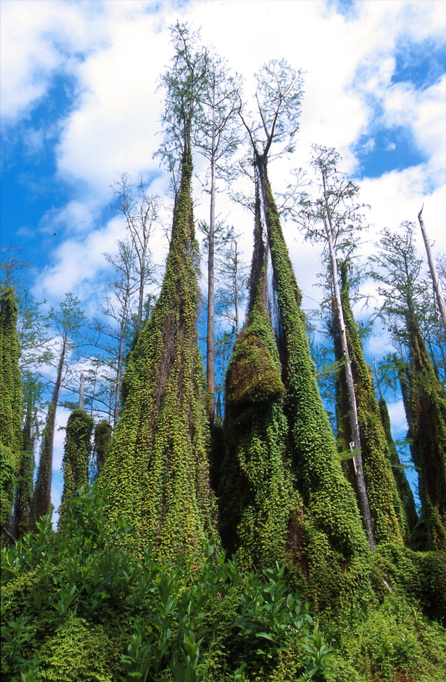 Climbing ferns overtake cypress trees in the Everglades. The ferns act as "fire ladders" that can destroy trees that would otherwise survive fires.