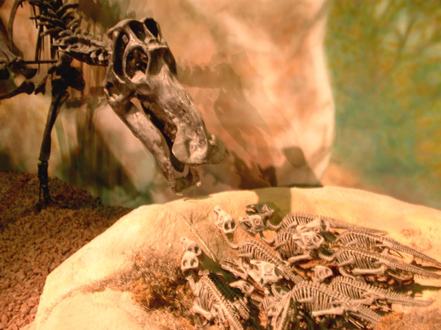 A nesting ground of hadrosaur Maiasaura peeblesorum