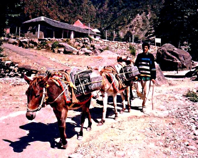 Animals used to transport goods - Mules carrying slate roof tiles in India in 1993.