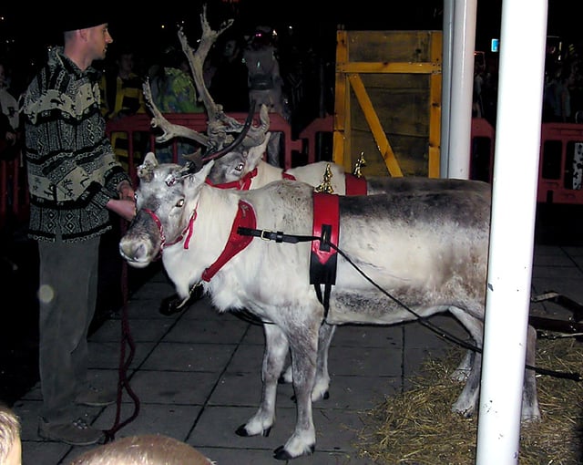 Two Scottish reindeer relax after pulling Santa's sleigh at the switching on of Christmas lights