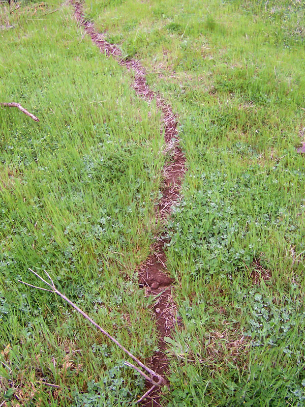 An ant trail