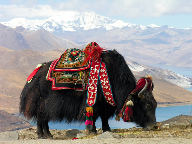 The Tibetan yak is an integral part of Tibetan life
