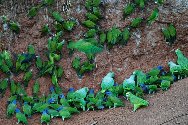 Birds in the Yasuni National Park