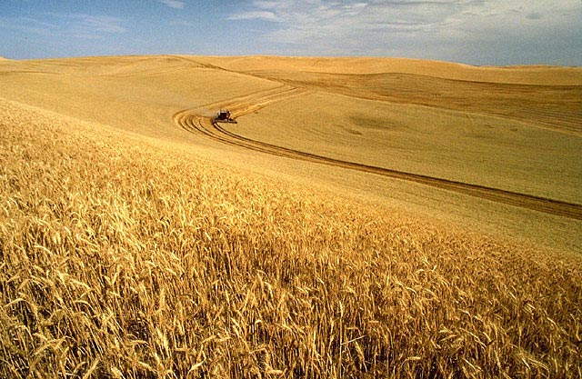 Wheat harvest on the Palouse, Idaho, United States