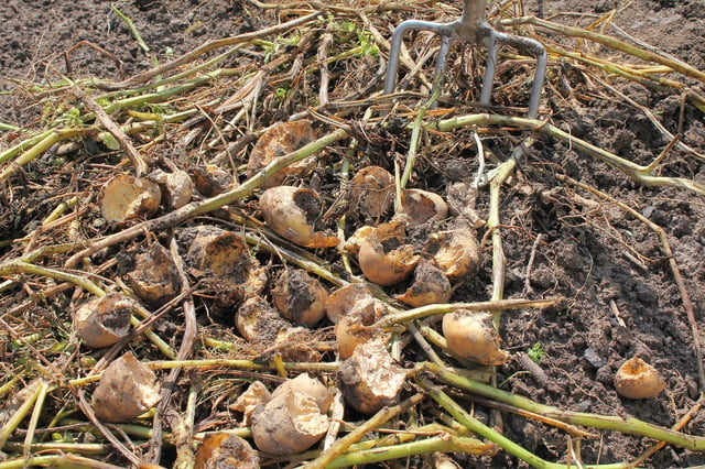 Rodents cause significant losses to crops, such as these potatoes damaged by voles.