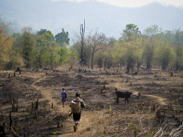 Slash and burn shifting cultivation, Thailand