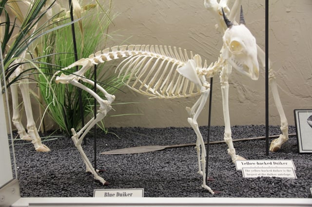 Blue duiker (Philantomba monticola) skeleton on display at the Museum of Osteology.