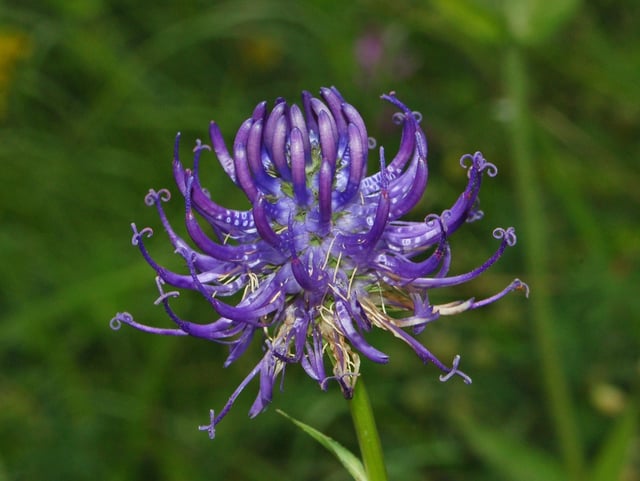 The round-headed rampion, or Pride of Sussex, is Sussex's county flower