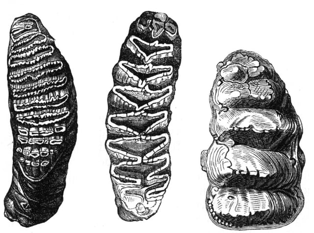 Lophodont molars of Elephas (left) and Loxodonta (center), compared to the nonlophodont mastodon (right)