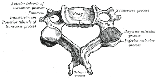 A typical cervical vertebra
