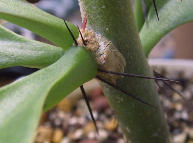 Areole of Pereskia grandifolia showing its position relative to leaves