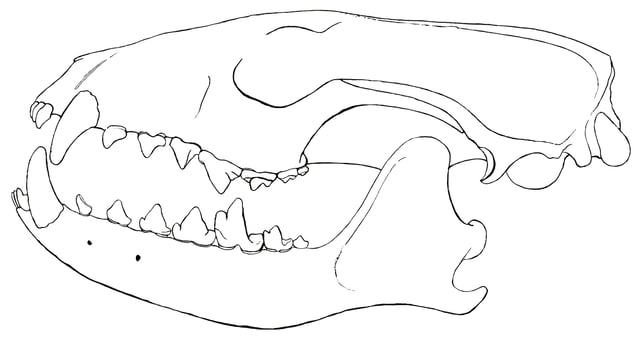 Skull of Vulpavus