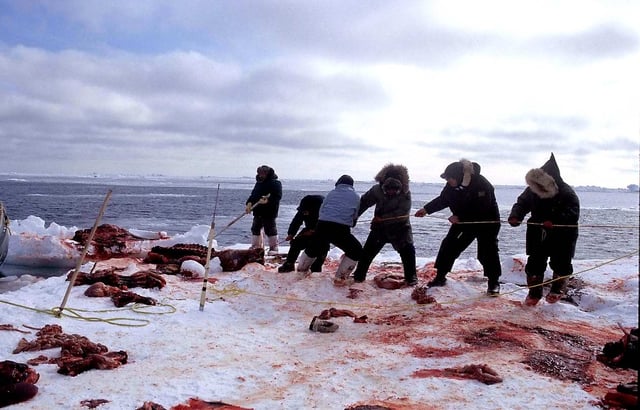 Inuit walrus hunters, 1999