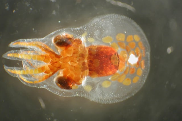 Octopus paralarva, a planktonic hatchling