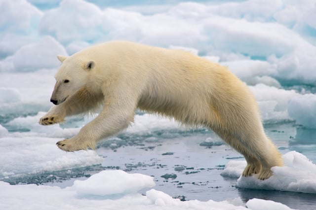Polar bear jumping on fast ice