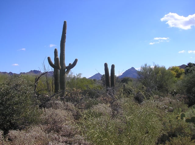 Sonoran Desert terrain near Tucson