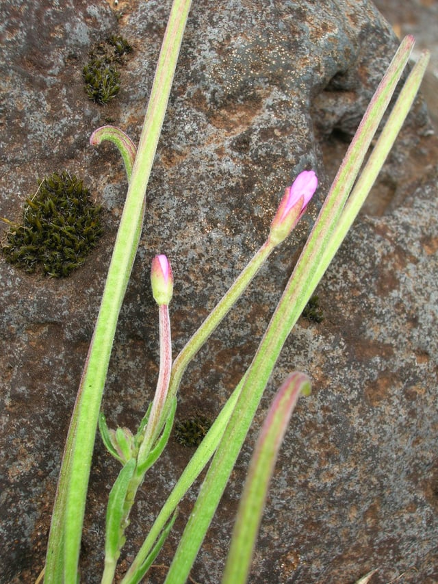 Epilobium billardierianum