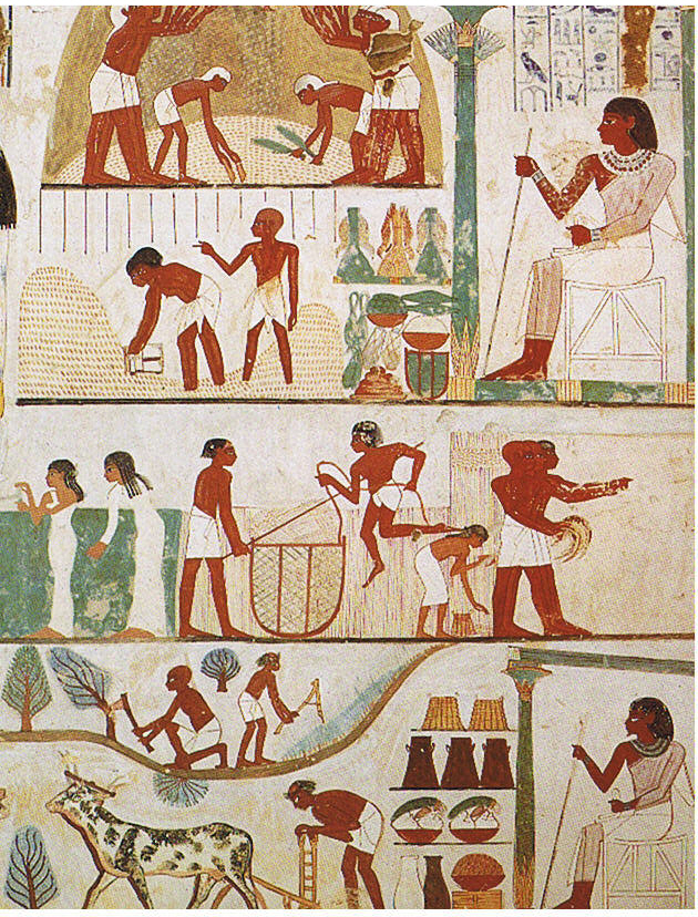 A tomb relief depicts workers plowing the fields, harvesting the crops, and threshing the grain under the direction of an overseer, painting in the tomb of Nakht.