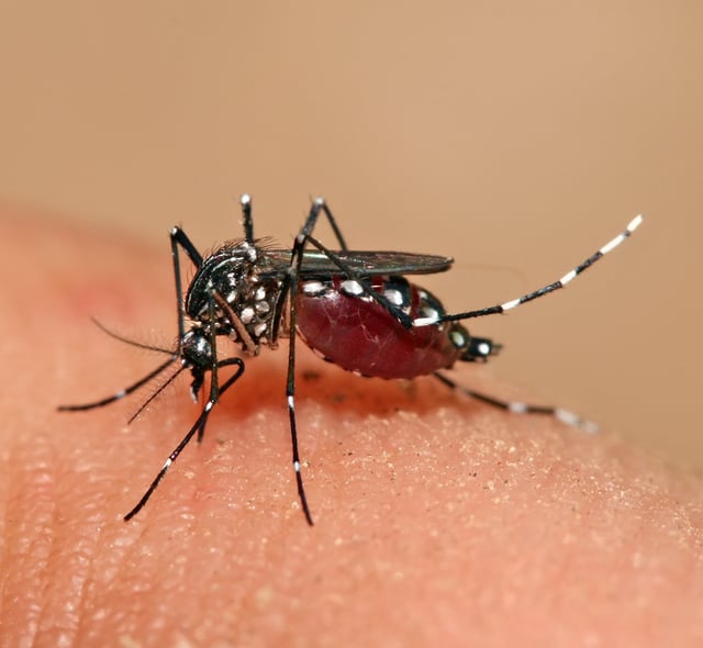 The mosquito, Aedes aegypti, feeding on a human host
