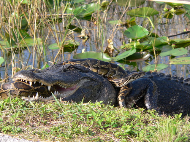 An American alligator and an invasive Burmese python in Everglades National Park