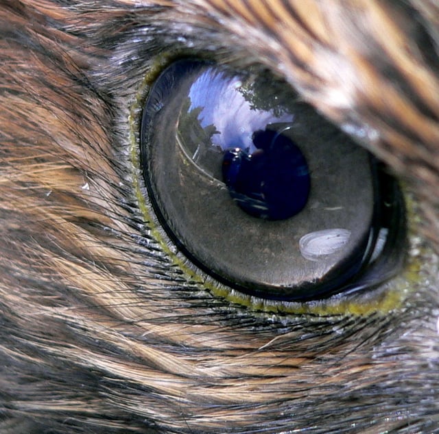 The eye of a red-tailed hawk